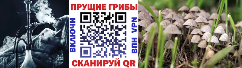 Псилоцибиновые грибы Cubensis  Таштагол 